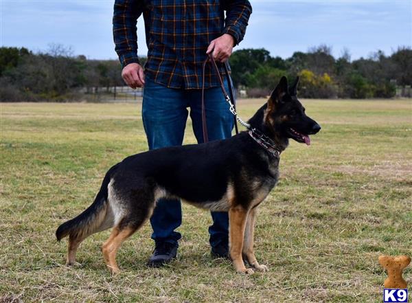 German Shepherd dog